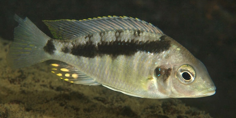 Mylochromis sp. 'incola mumbo' Zimbawe Rock